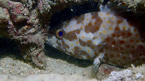 Duskytail grouper (Epinephelus bleekeri) — Serranidae — 4