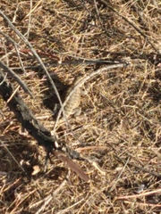 Sceloporus magister cephaloflavus