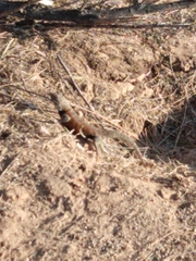 Sceloporus magister cephaloflavus