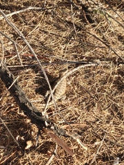 Sceloporus magister cephaloflavus