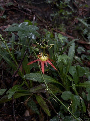 Passiflora cinnabarina (Passiflora cinnabarina)