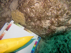 Porites lobata