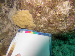 Porites lobata