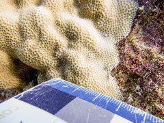 Porites lobata