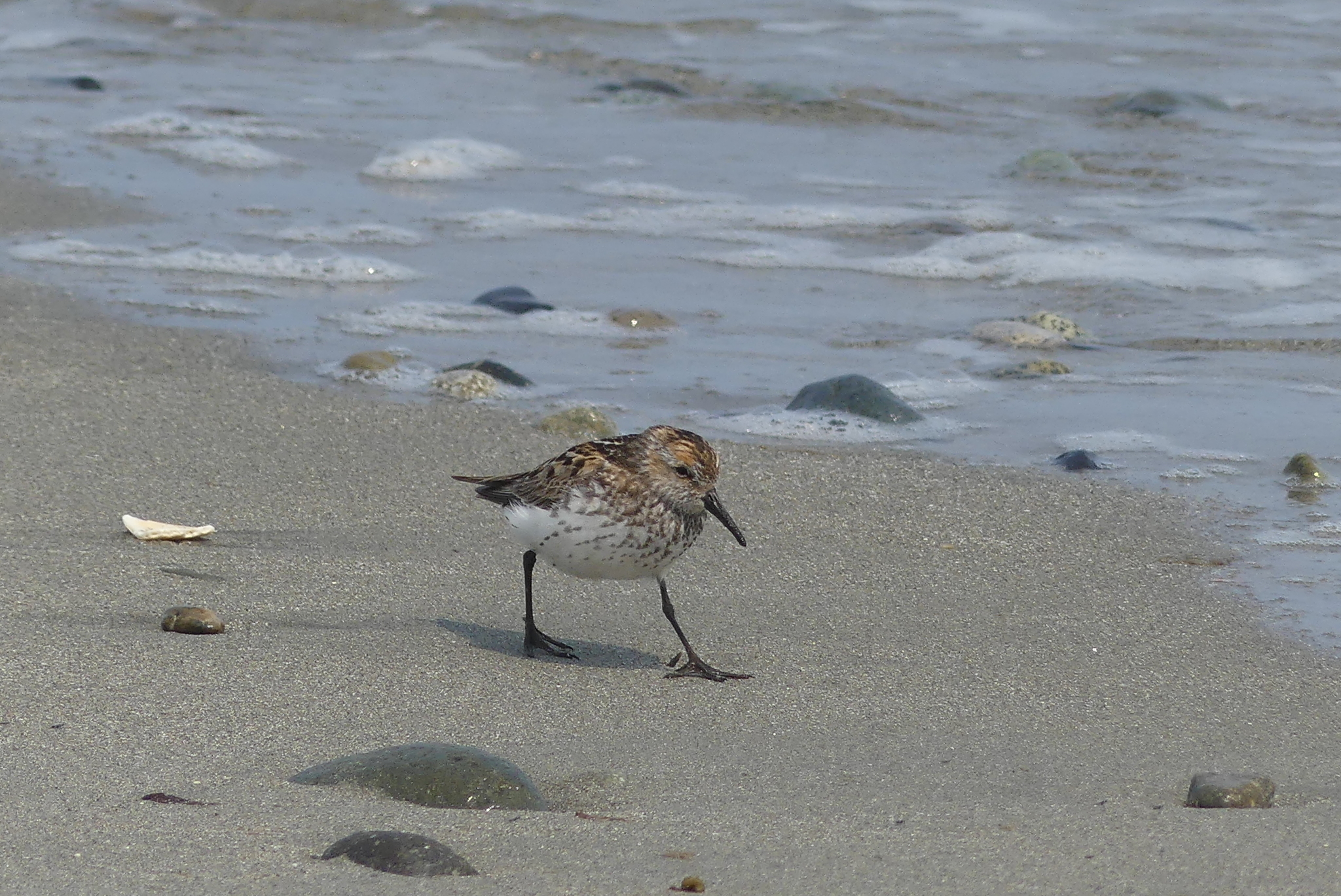 Western Sandpiper