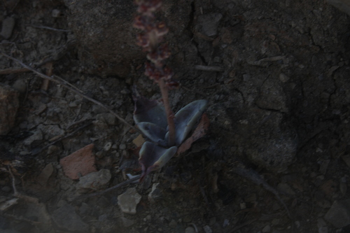 Thompsonella minutiflora
