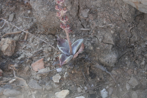Thompsonella minutiflora, photograph 1