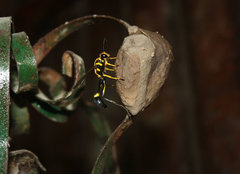 Sceliphron fistularium