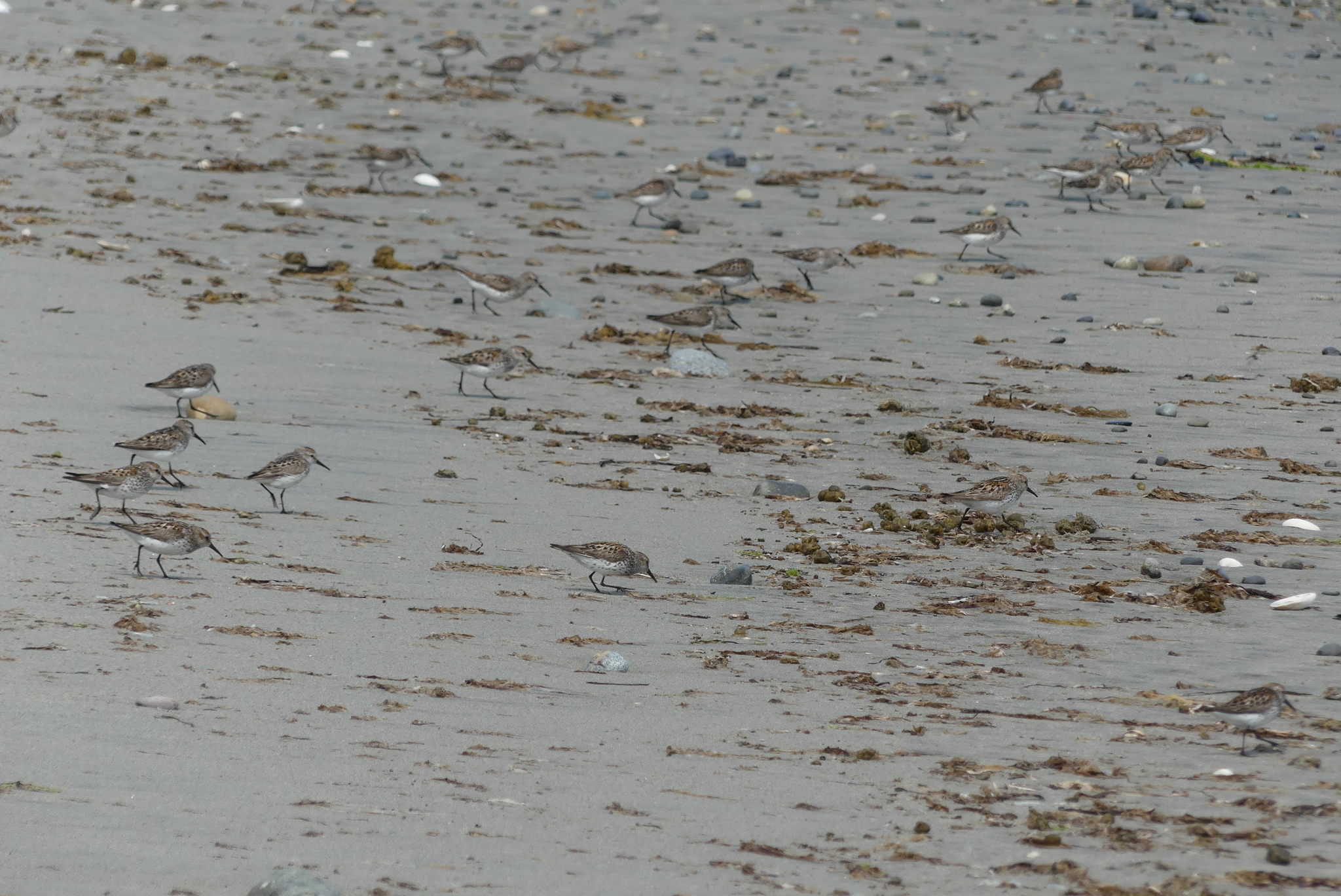 Western Sandpiper