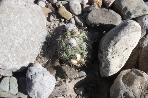 Coryphantha pallida
