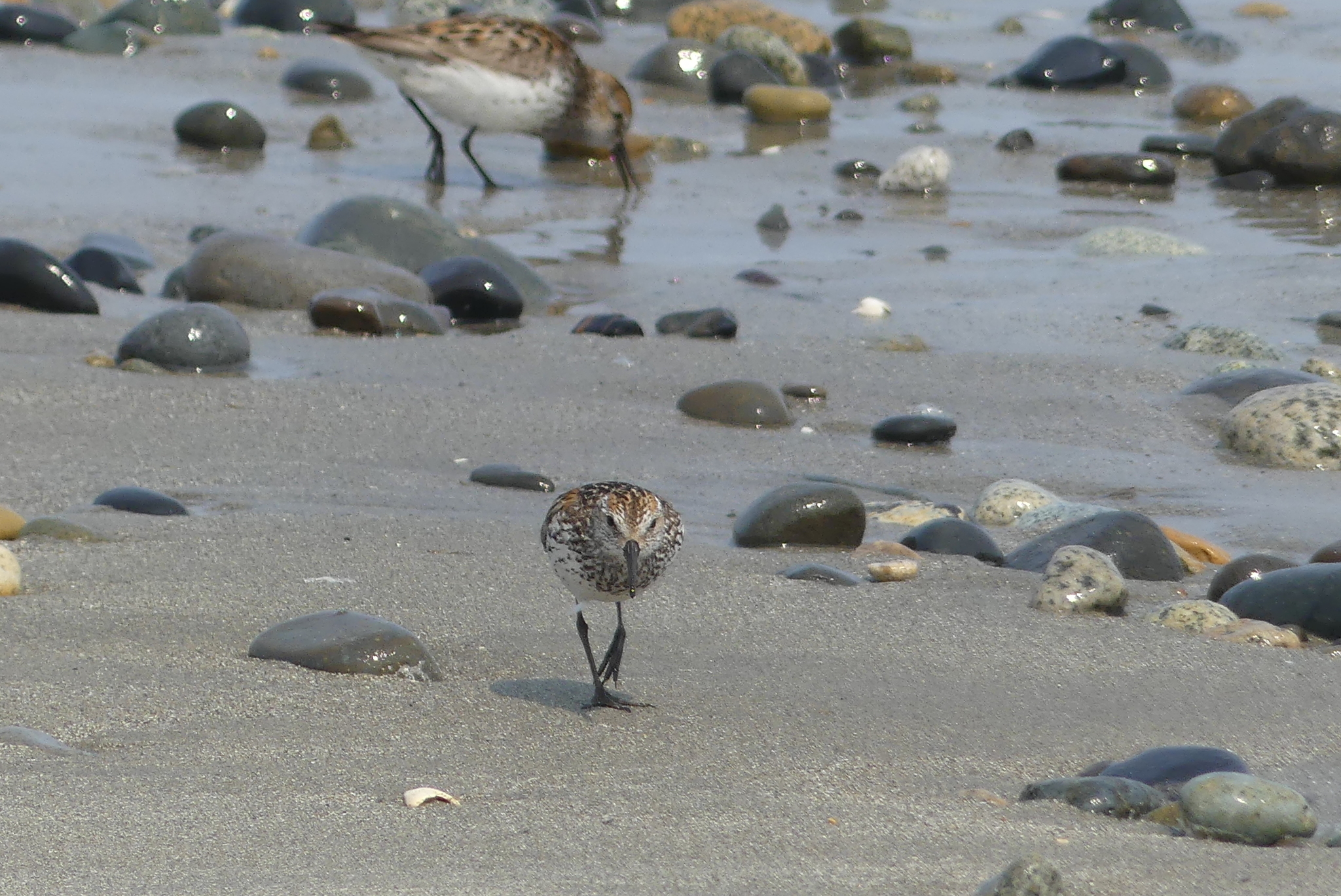 Western Sandpiper