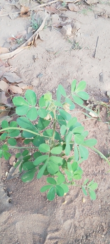 American Sicklepod