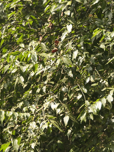 Image of Ziziphus incurva by (c) Sagnik Dutta Roy, some rights reserved (CC BY)