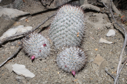 Mammillaria haageana
