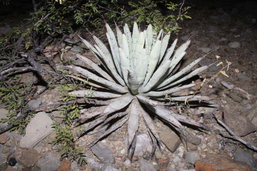Agave macroacantha
