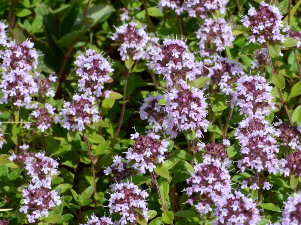 Lemon thyme