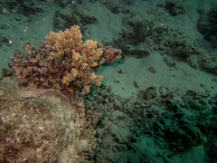 Porites rus