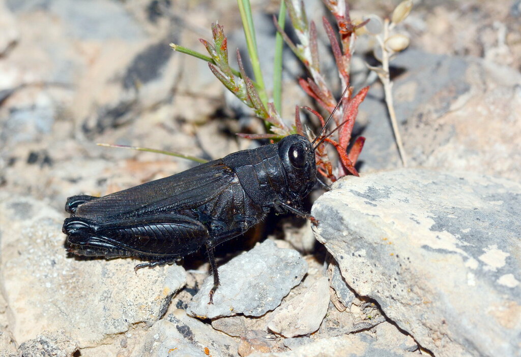 Syrian Grasshopper