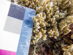Porites rus