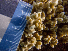 Porites rus