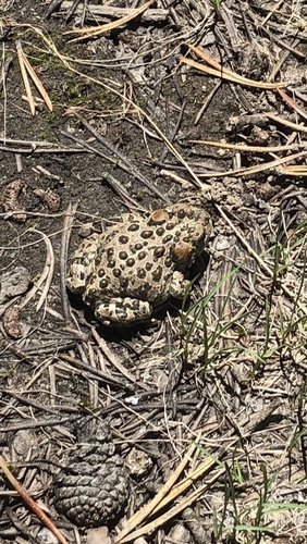 iNaturalist observation photo of Yosemite Toad