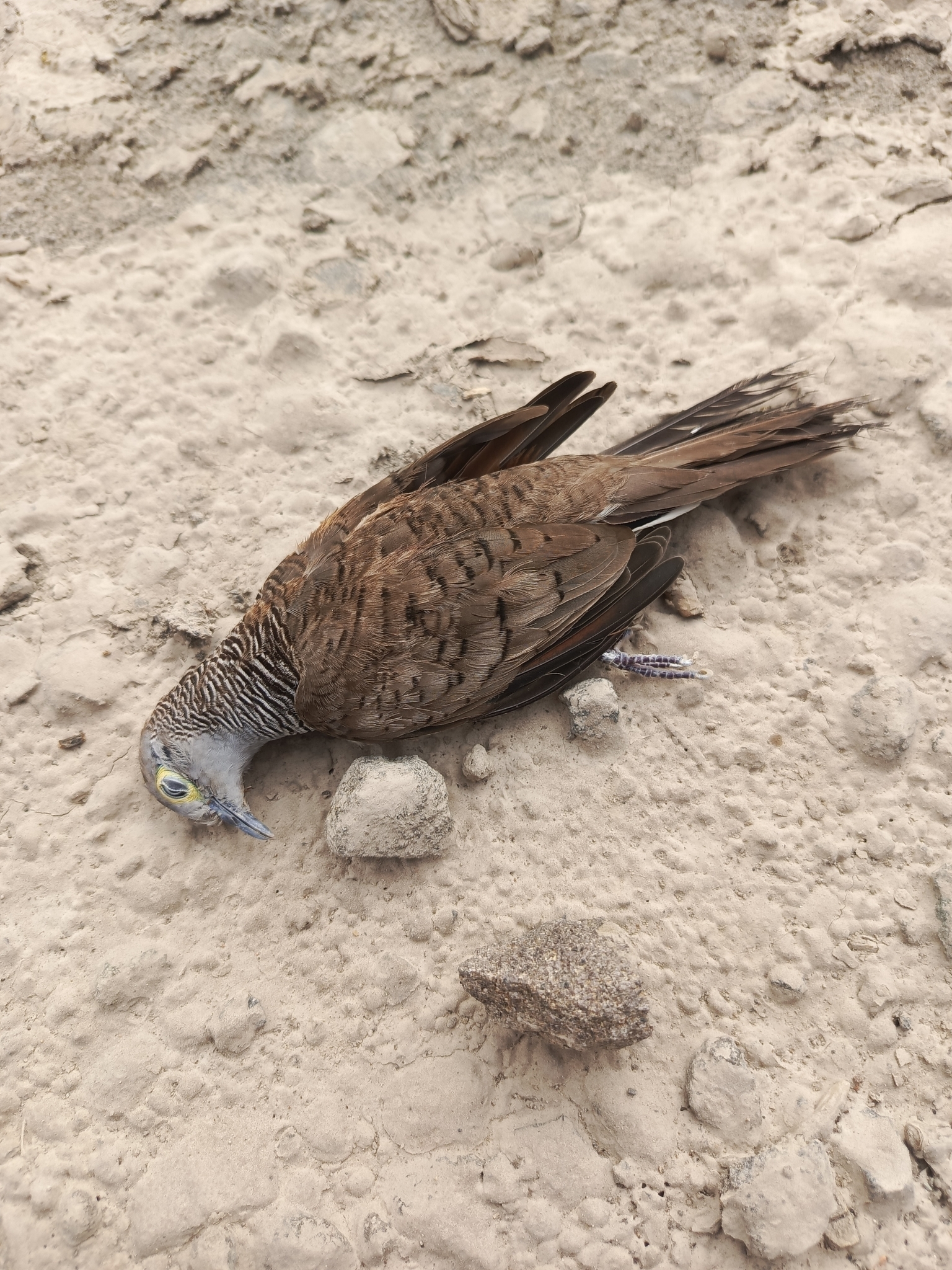 Barred Dove illustration