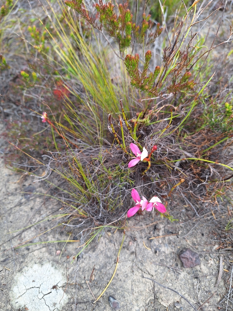 Disa filicornis