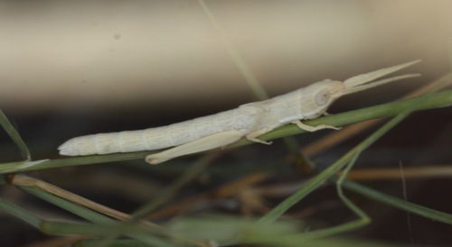 Wyoming Toothpick Grasshopper
