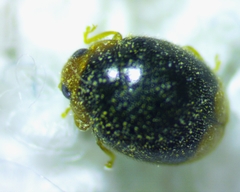 Diomus terminatus