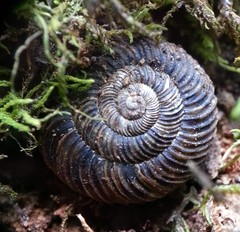 Punctoidea