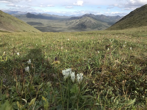 Image of Gentiana algida by (c) Brittany Savoie, some rights reserved (CC BY)