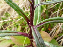 Saussurea angustifolia