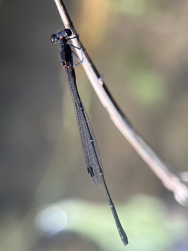 Black Threadtail
