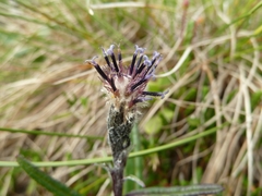 Saussurea angustifolia