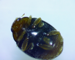 Diomus terminatus