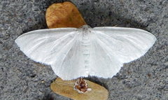 Acratodes suavata