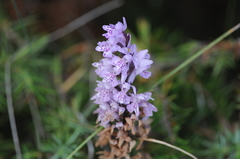 Dactylorhiza saccifera