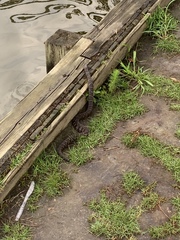 Nerodia sipedon williamengelsi