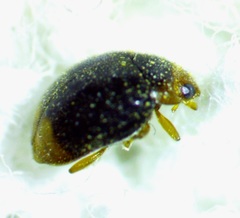 Diomus terminatus