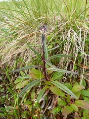 Saussurea angustifolia