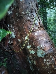 Remusatia vivipara, photograph (c) Jyotsna Nag, some rights reserved (CC BY)