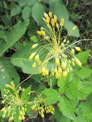Allium flavum