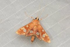 Chalcidoptera emissalis