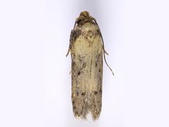 Anaptilora basiphaea