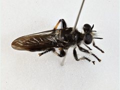 Laphria bancrofti