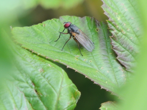 Phaonia apicalis
