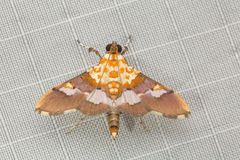 Aetholix flavibasalis
