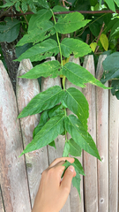 Ailanthus altissima