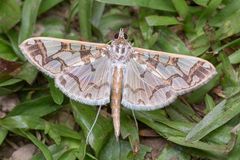 Polythlipta