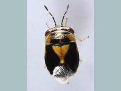 Geocoris borealis
